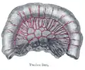 Loop of small intestine showing distribution of intestinal arteries