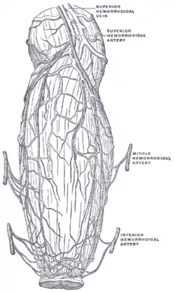 Blood vessels of the rectum and anus