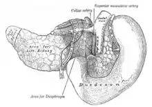 The pancreas and duodenum from behind