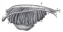 Enlarged view from the front of the left Wolffian body before the establishment of the distinction of sex.