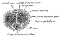 Transverse section of the penis