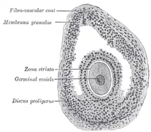 Section of vesicular ovarian follicle of cat, x 50