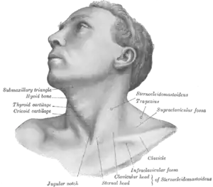 Anterolateral view of head and neck