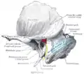 Left temporal bone showing surface markings for the tympanic antrum (red), transverse sinus (blue), and facial nerve (yellow)