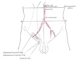 Front of abdomen, showing surface markings for arteries and inguinal canal.