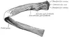 Costal groove position on a central rib