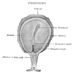 Surface view of embryo of Hylobates concolor (a gibbon).