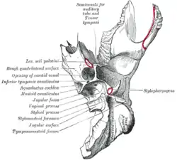 Left temporal bone. Inferior surface. (Label for jugular fossa at left, sixth from bottom.)