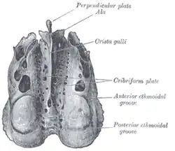 Ethmoid bone from above.