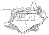 Perpendicular plate of ethmoid.