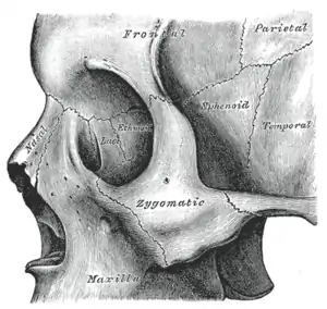 The skull from the side.