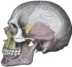 Lateral view of the skull.