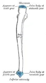 Plan of ossification of the ulna. From three centers.