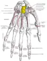 Capitate bone shown in yellow. Left hand. Palmar surface.