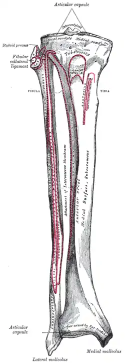 Bones of the right leg, anterior surface