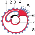 Diagram showing later stage of allantoic development with commencing constriction of the yolk-sac.1 Heart2 Amniotic cavity3 Embryo4 Body-stalk5 Placental villi6 Allantois7 Yolk-sac8 Chorion