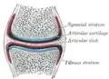 Diagrammatic section of a diarthrodial joint, with an articular disk.