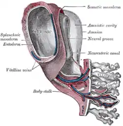 Model of human embryo, 1.3 mm. long.