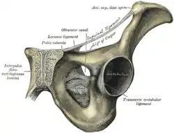 Symphysis pubis exposed by a coronal section.