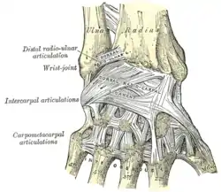 Ligaments of wrist. Posterior view.