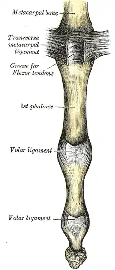 Metacarpophalangeal articulation and articulations of digit. Volar aspect.