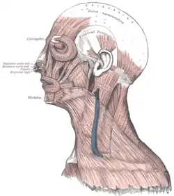 Muscles of the head, face, and neck.