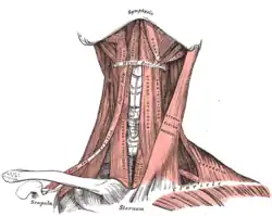 Muscles of the neck. Anterior view.