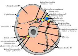 Cross-section through the middle of upper arm