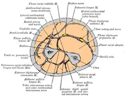 Cross-section through the middle of the forearm, showing the two bones and the muscles, nerves and blood vessels surrounding them.