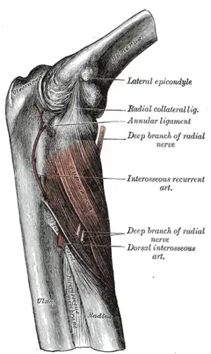 The Supinator.