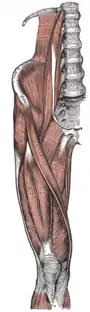 Muscles of the iliac and anterior femoral regions