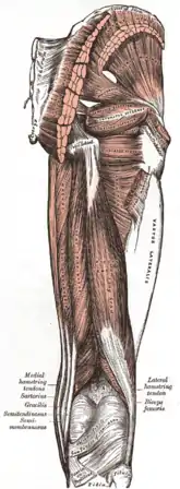 Biceps femoris