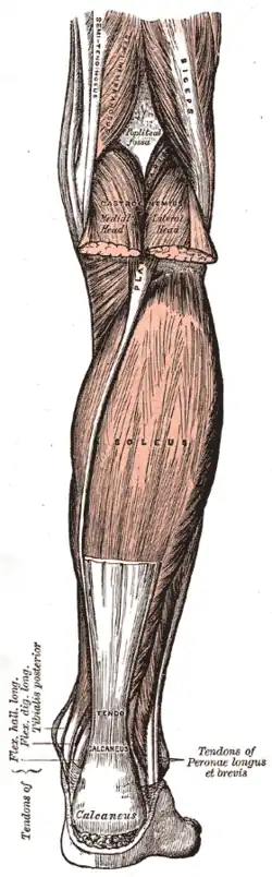 Gastrocnemius