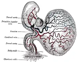 Human embryo of about fourteen days, with yolk sac.