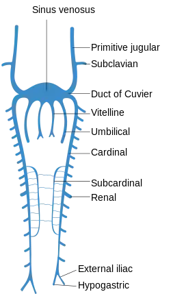 Scheme of arrangement of parietal veins.