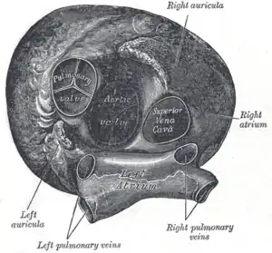 Heart seen from above, with the valve-less entry of the superior vena cava visible on the right.