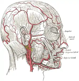 The arteries of the face and scalp (frontal branch labeled at upper right)