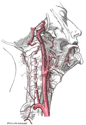 The internal carotid and vertebral arteries. Right side.