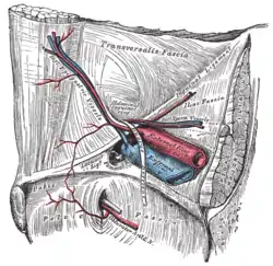 The relations of the femoral and abdominal inguinal rings, seen from within the abdomen. Right side. (External iliac artery is large artery at center, and inguinal ligament runs from upper right to lower left. When the artery crosses the ligament, it becomes the femoral artery.)