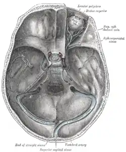 The sinuses at the base of the skull.