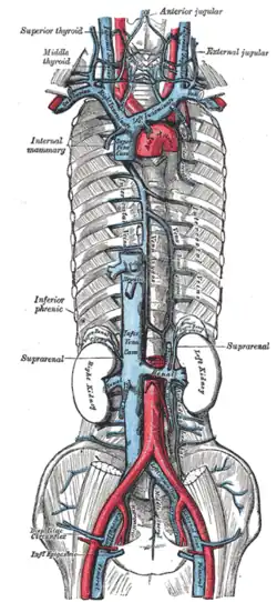 The venae cavae and azygos veins with their tributaries.