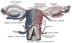 Vessels of the uterus and its appendages, rear view