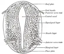 Cross-section of a developing spinal cord at four weeks.