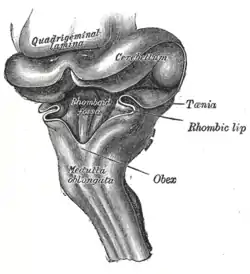 Hind-brain of a human embryo of three months—viewed from behind and partly from left side.