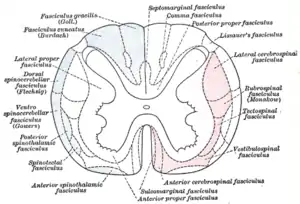 Diagram of the principal fasciculi of the spinal cord, from Gray's anatomy