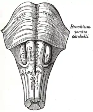 The medulla, showing the olivary bodies lying adjacent to the pyramids.