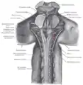 Upper part of medulla spinalis and hind- and mid-brains; posterior aspect, exposed in situ.