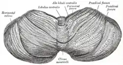 Upper surface of the cerebellum.