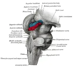 Hind- and mid-brains; postero-lateral view