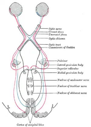 Scheme showing central connections of the optic nerves and optic tracts.  (Superior colliculus visible near center.)